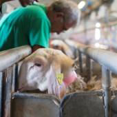 Προκλήσεις στη σταβλισμένη κτηνοτροφία σήμερα